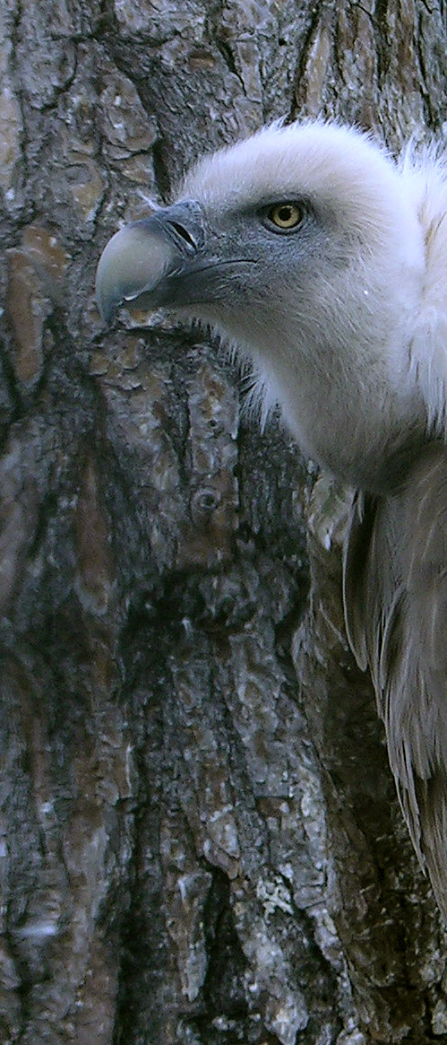 Centro di ecologia alpina,Viote del monte Bondone.